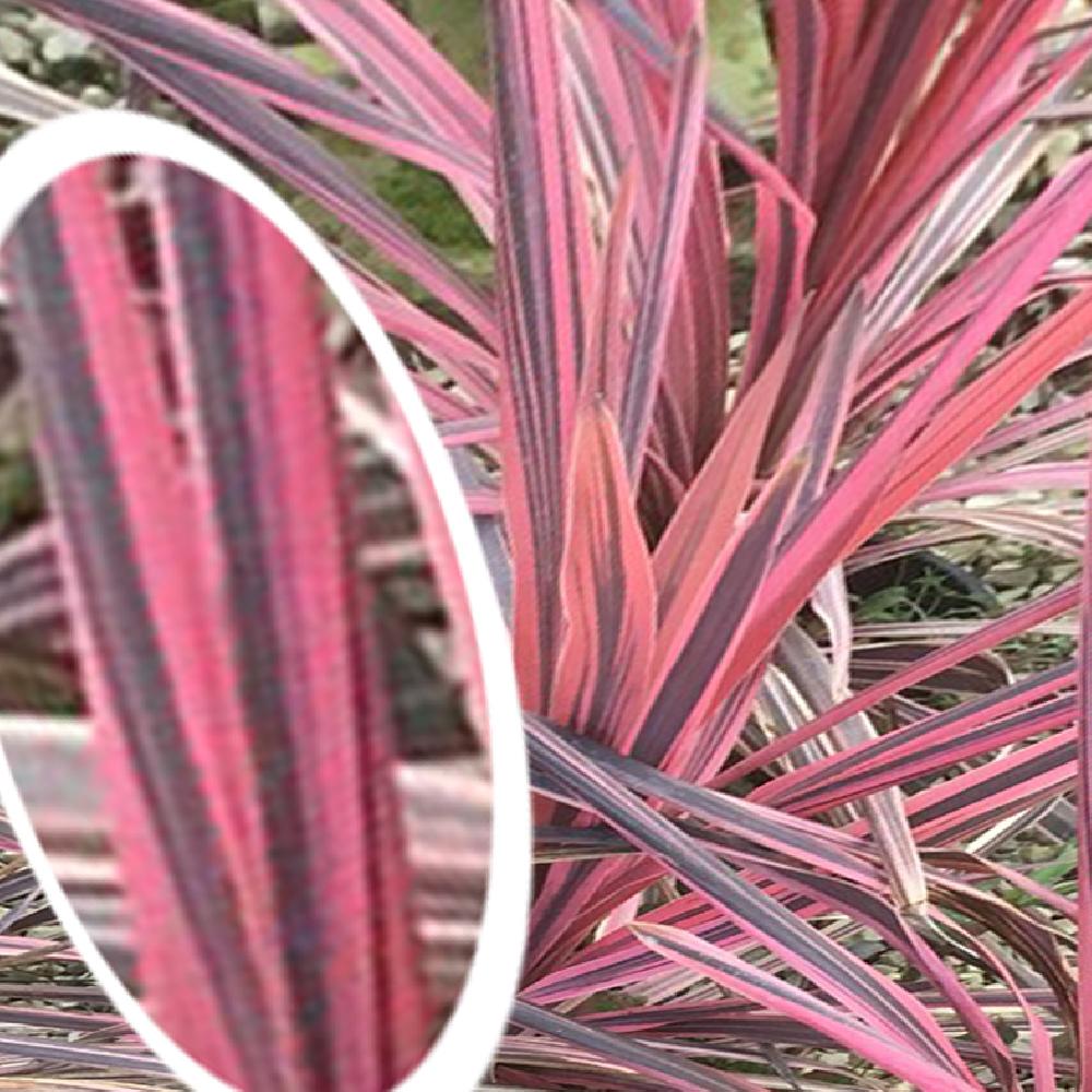 CORDYLINE australis 'Pink Passion'