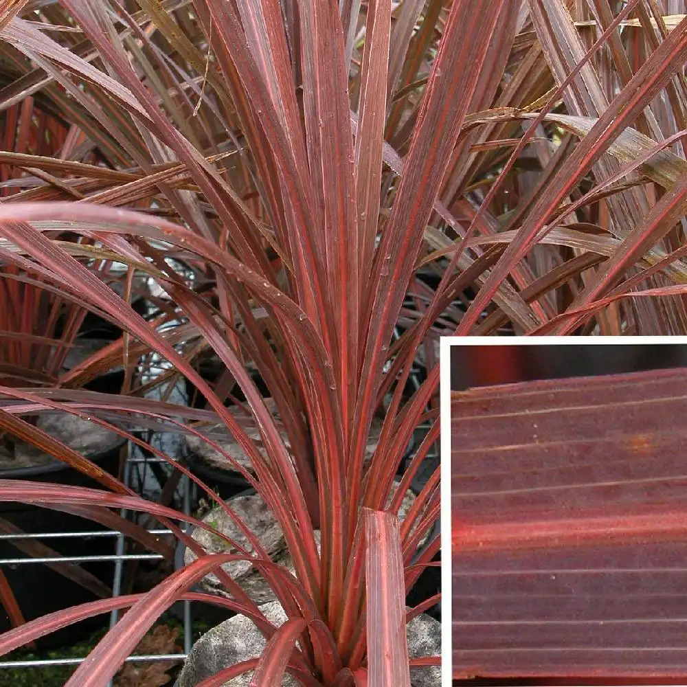 CORDYLINE australis 'Purpurea'