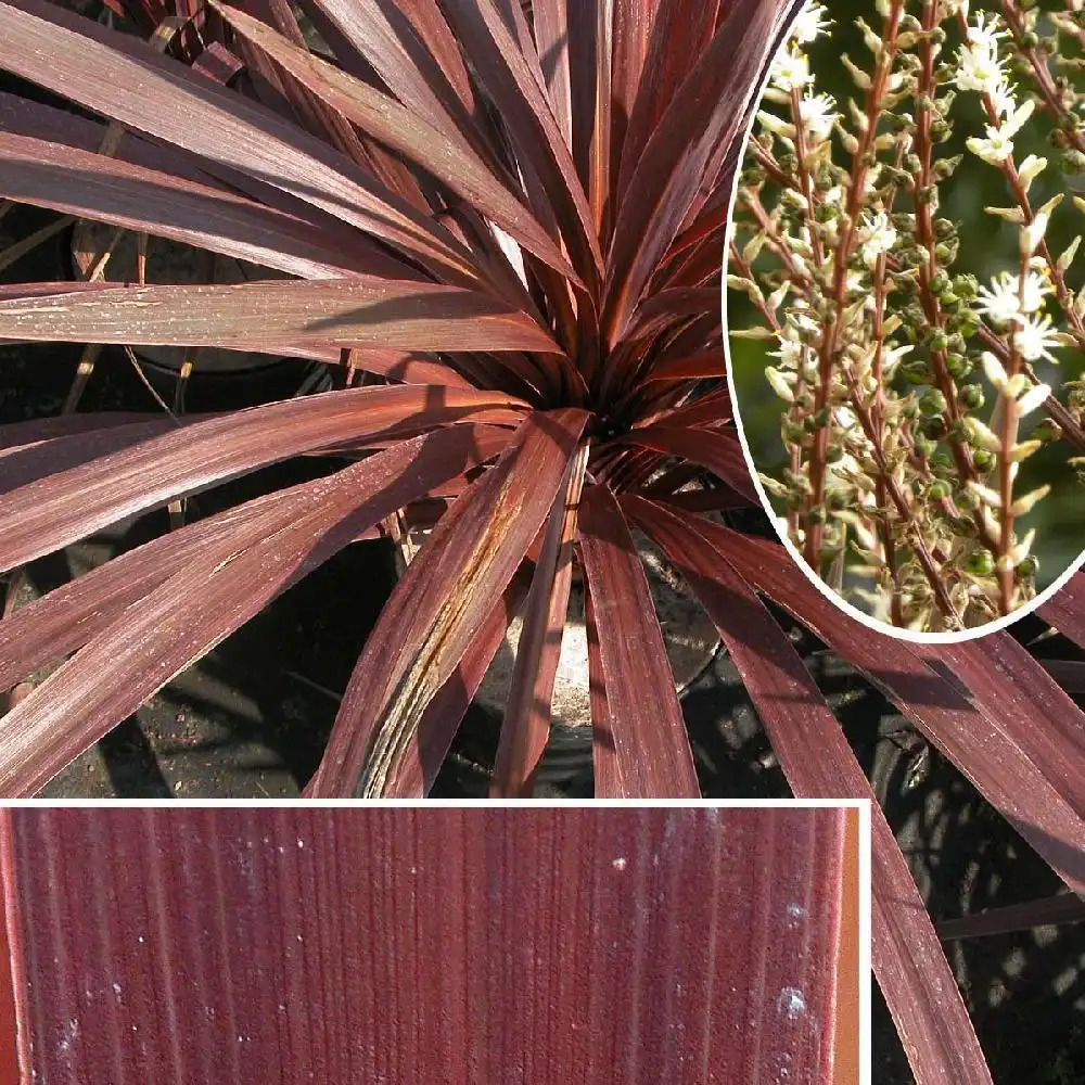 CORDYLINE australis 'Red Star'