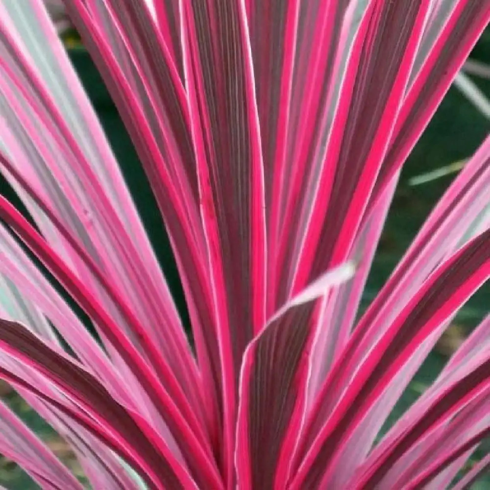 CORDYLINE australis 'Sunrise'