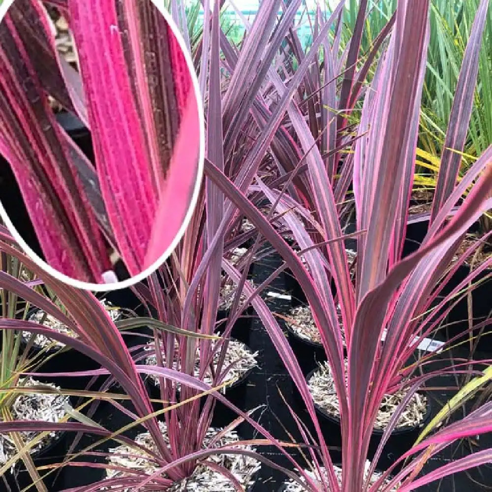 CORDYLINE banksii 'Electric Pink'