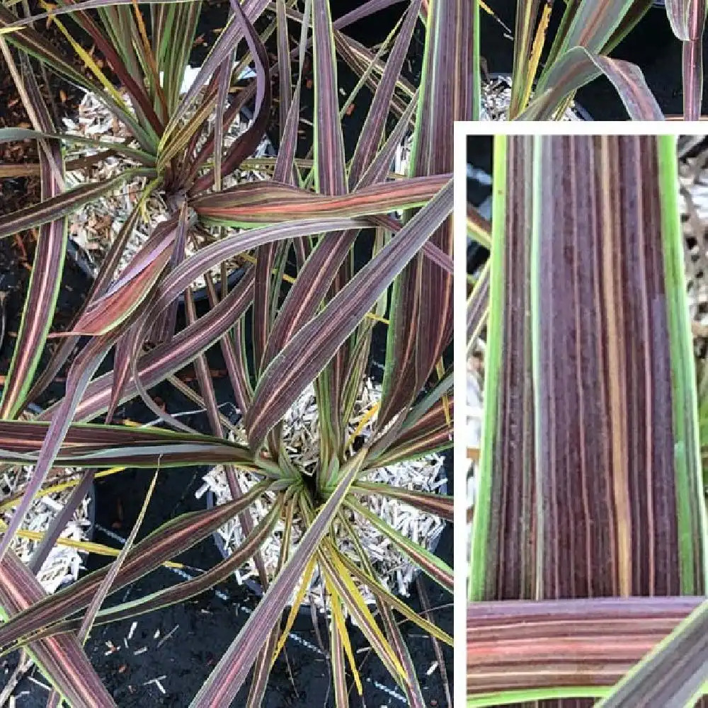 CORDYLINE banksii 'Electric Star'