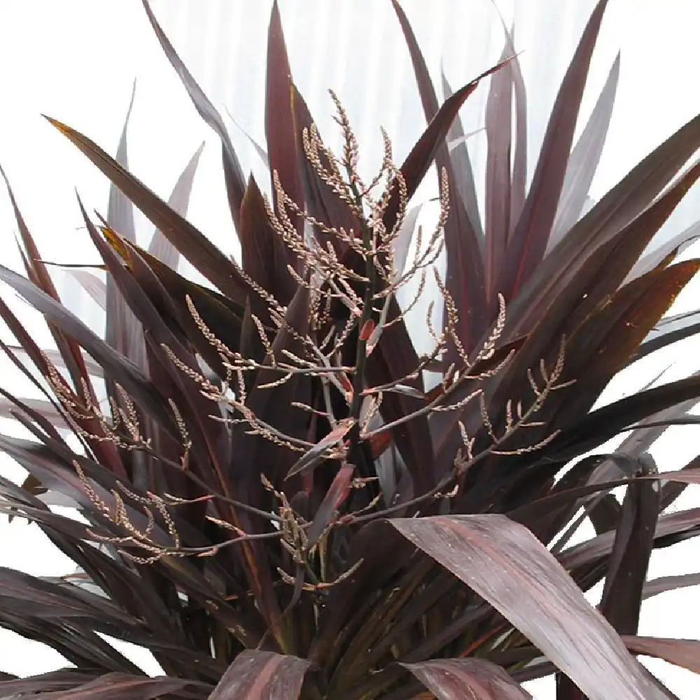 CORDYLINE 'Renegade'®