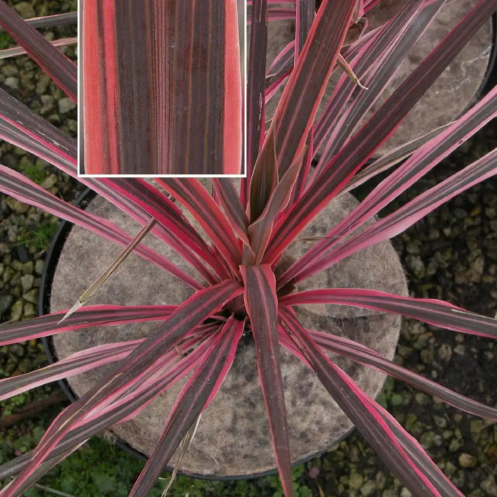 CORDYLINE 'Southern Splendour'