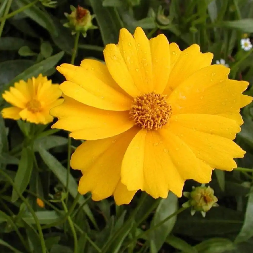 COREOPSIS grandiflora 'Badengold'