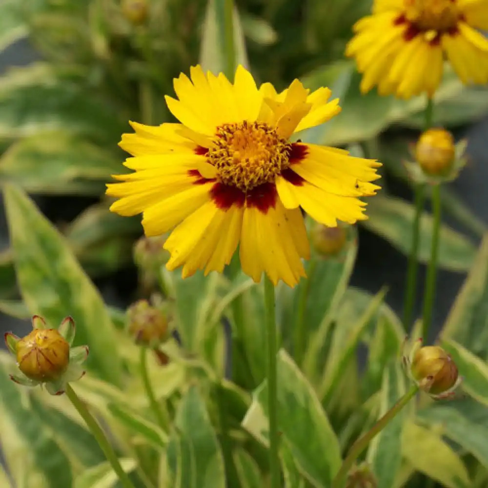 COREOPSIS grandiflora 'Calypso'