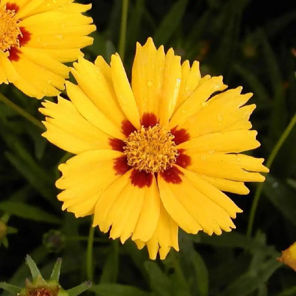 COREOPSIS lanceolata 'Sterntaler' - Coreopsis lancéolé - pépinières Lepage  Bretagne Bord de mer