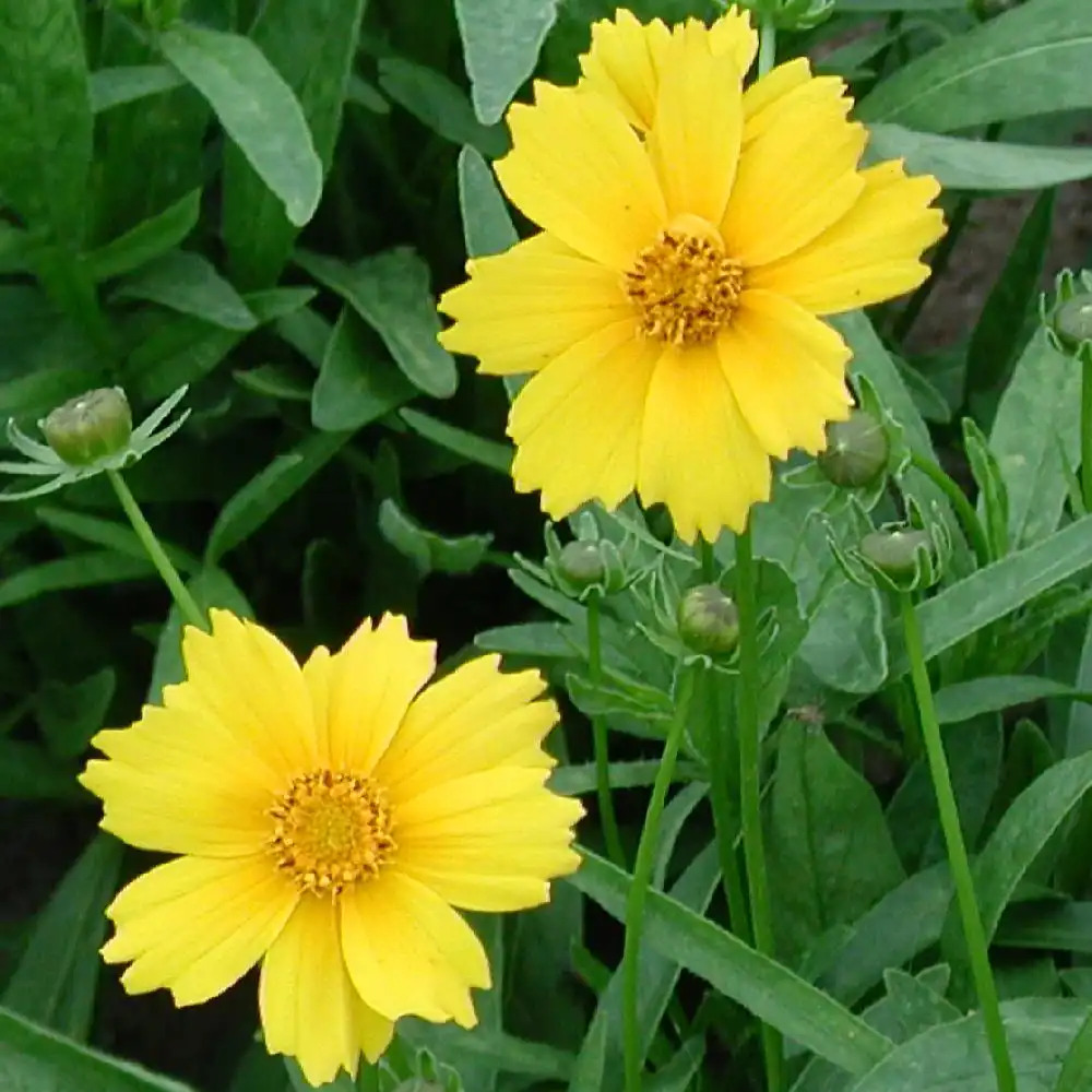 COREOPSIS grandiflora 'Eldorado'