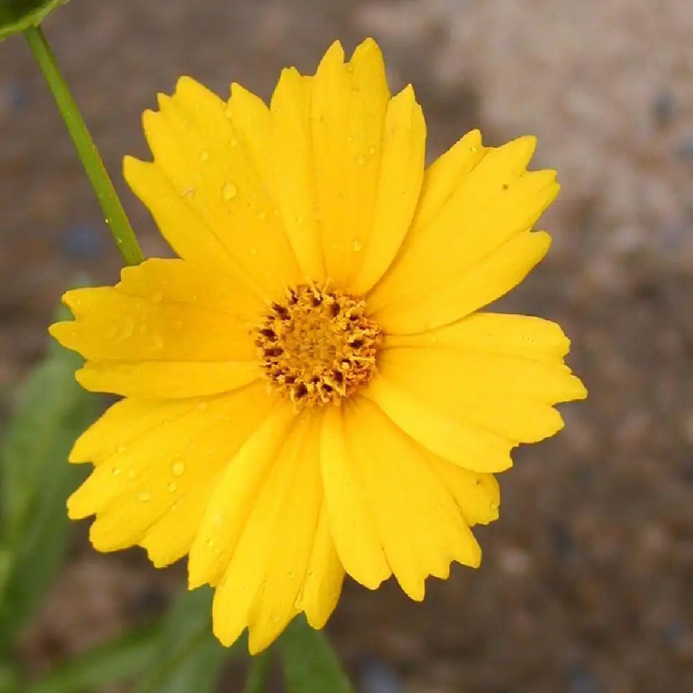 COREOPSIS grandiflora 'Etoile d'Or'