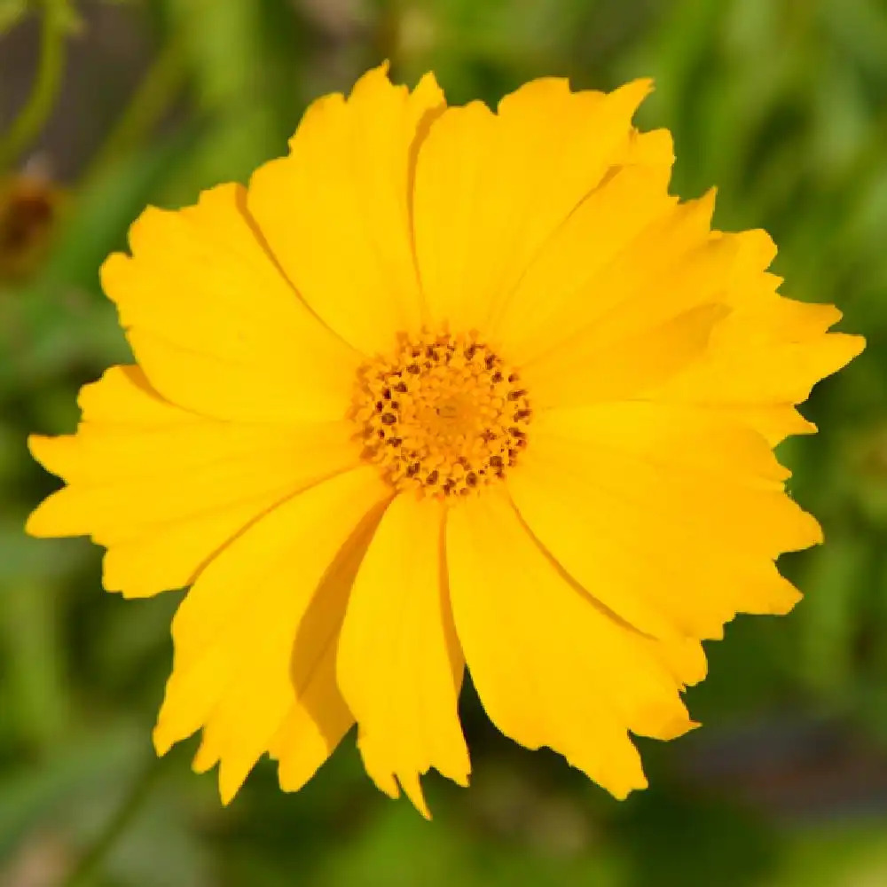 COREOPSIS grandiflora 'Mayfield Giant'