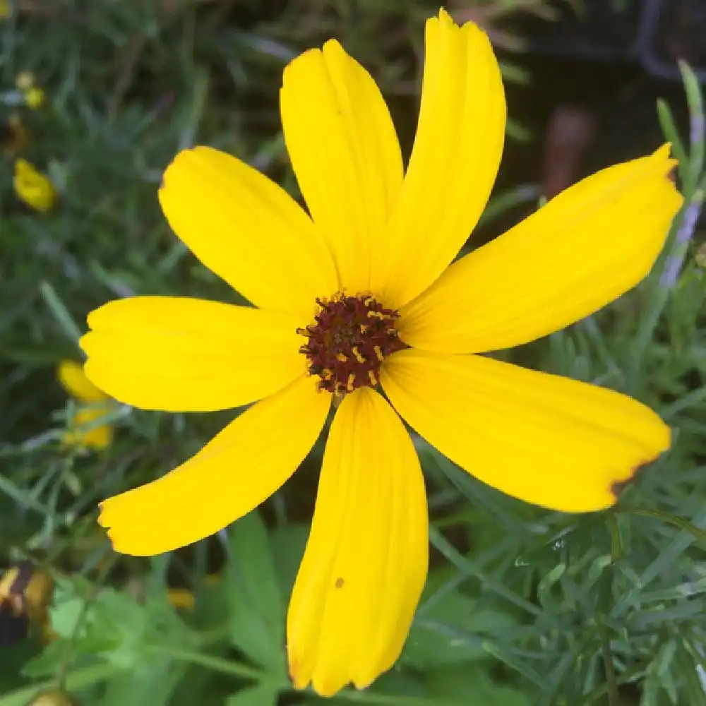 COREOPSIS 'Imperial Sun'