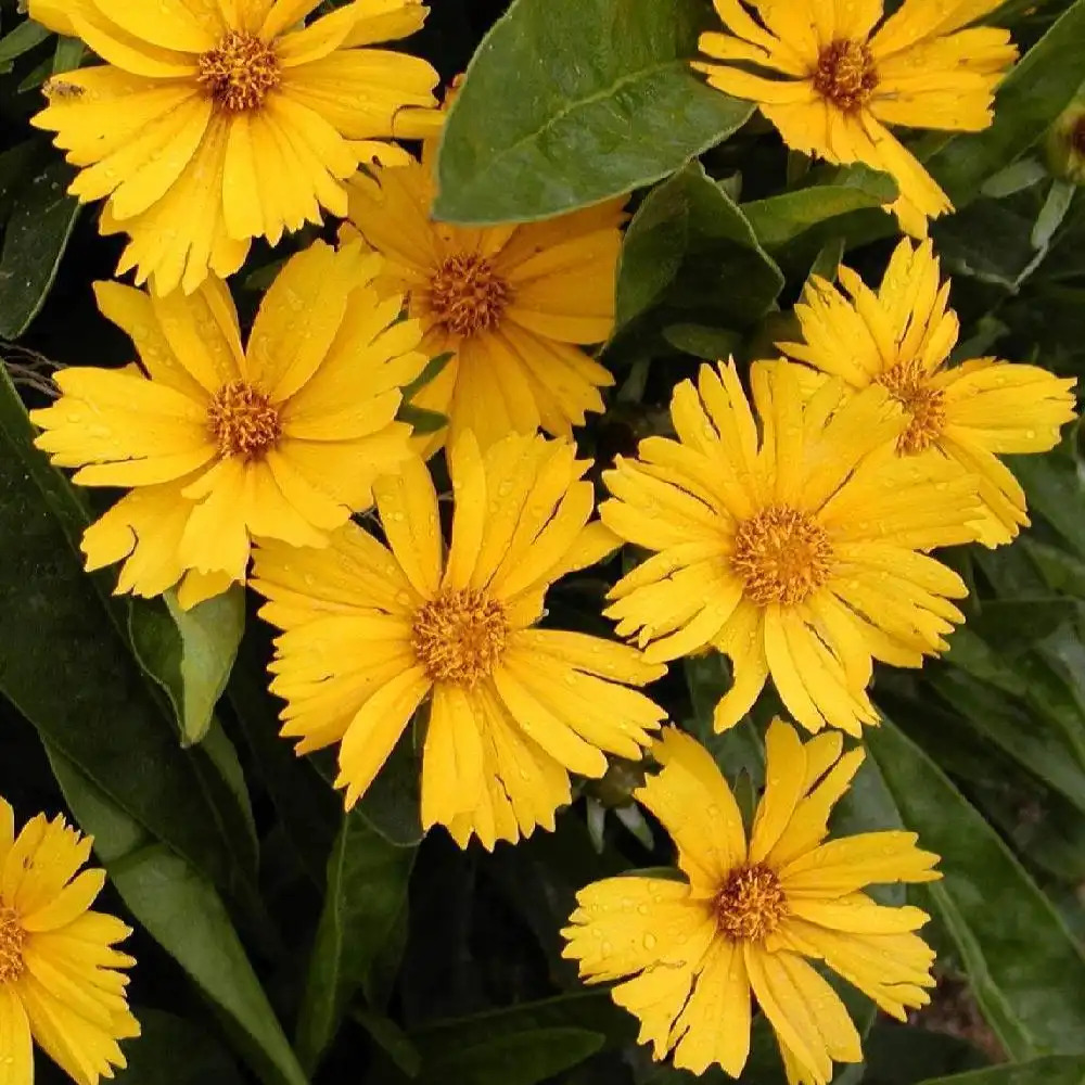 COREOPSIS lanceolata 'Goldfink'