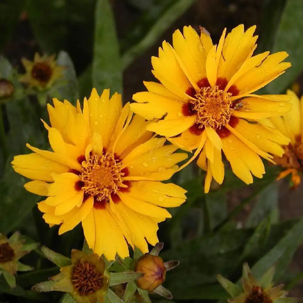 COREOPSIS lanceolata 'Sterntaler' - Coreopsis lancéolé - pépinières Lepage  Bretagne Bord de mer