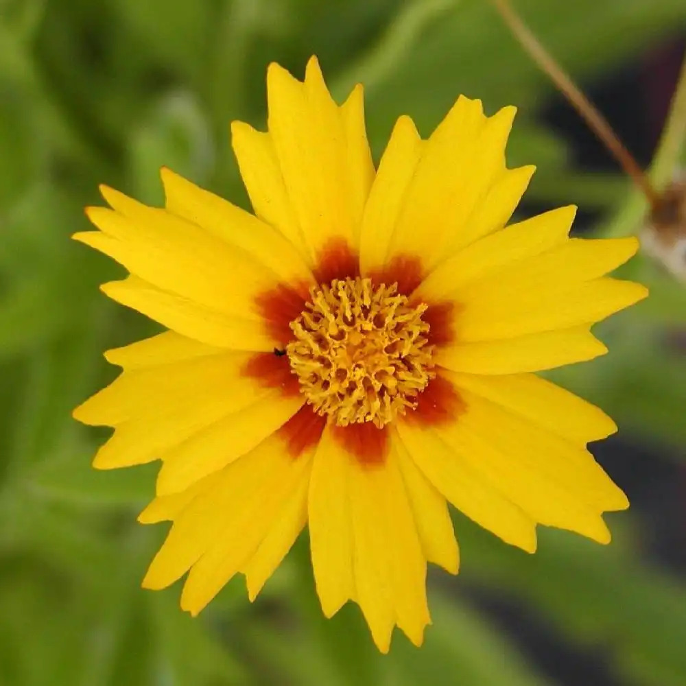 COREOPSIS lanceolata 'Sterntaler' - Coreopsis lancéolé - pépinières Lepage  Bretagne Bord de mer