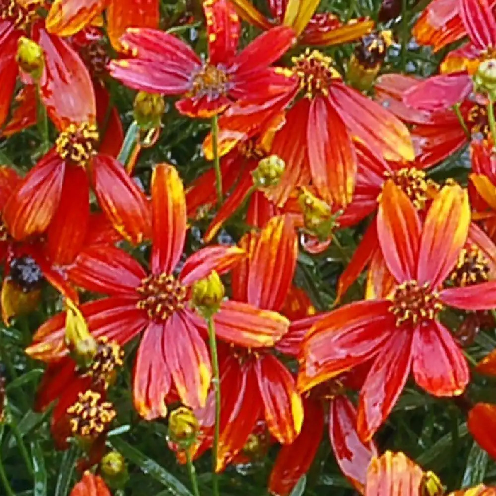 COREOPSIS 'Ladybird'