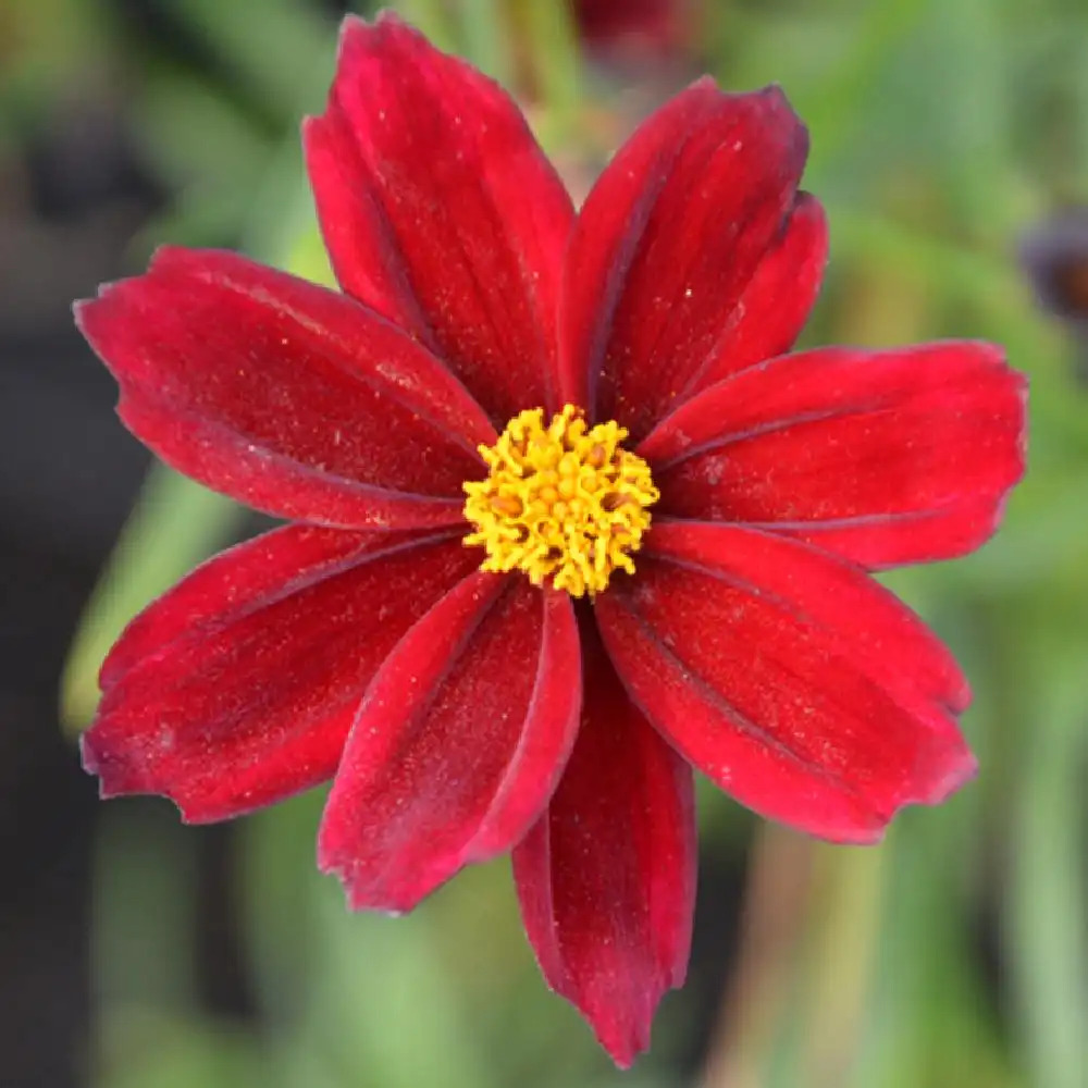 COREOPSIS 'Mercury Rising'