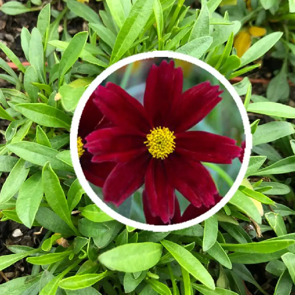 COREOPSIS 'Red Elf' (Li'l bang Séries)