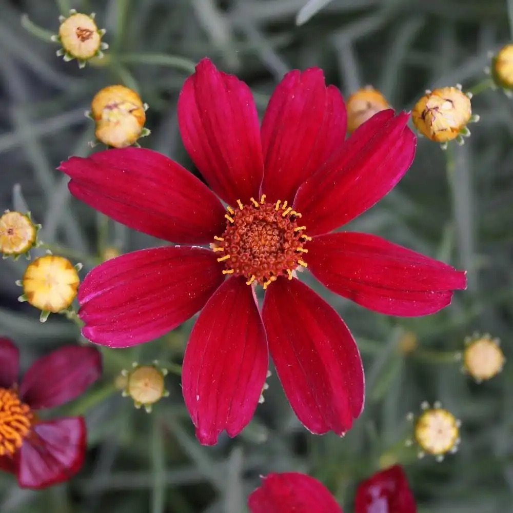 COREOPSIS 'Red Satin'