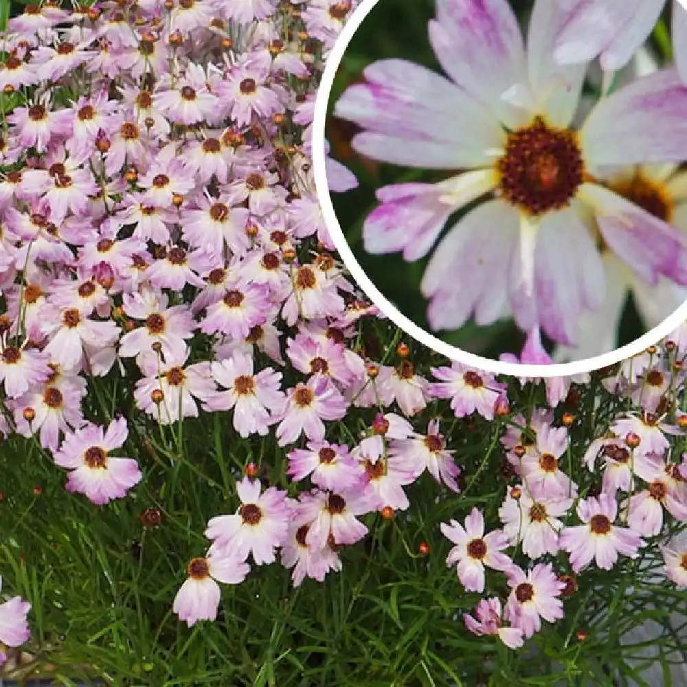 COREOPSIS rosea 'Chameleon'