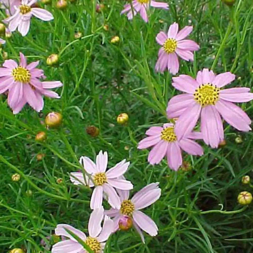 COREOPSIS rosea 'Nana'