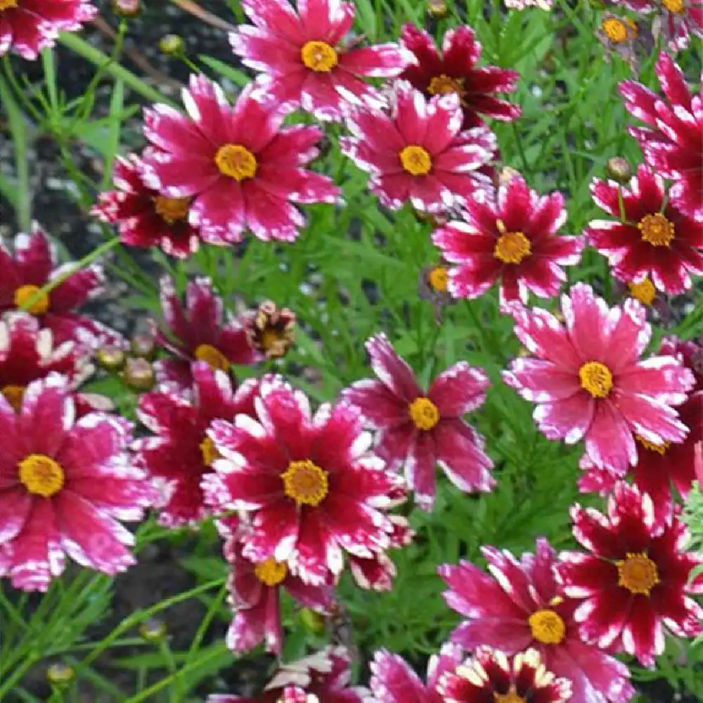 COREOPSIS 'Ruby Frost'