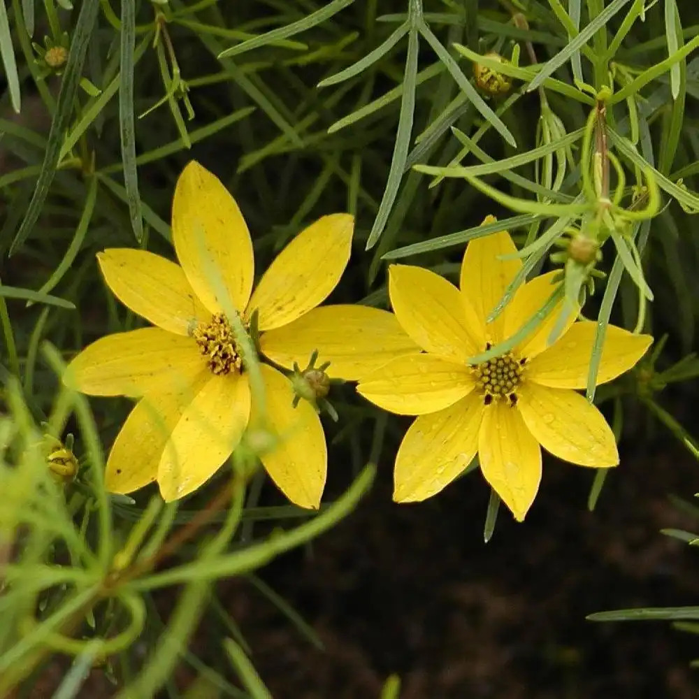 COREOPSIS verticillata 'Grandiflora'