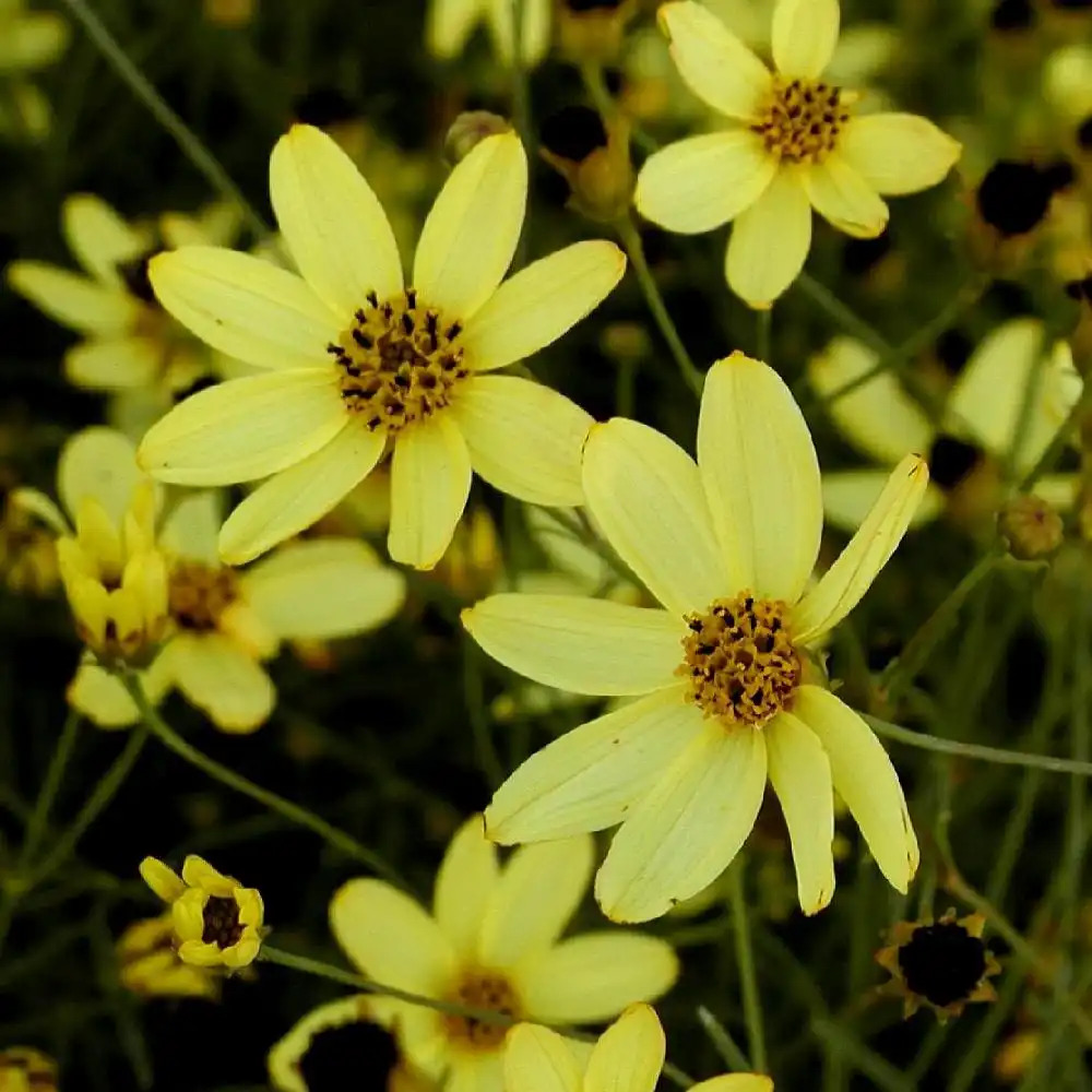 COREOPSIS verticillata 'Moonbeam'