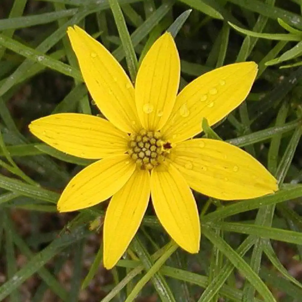 COREOPSIS verticillata 'Zagreb'