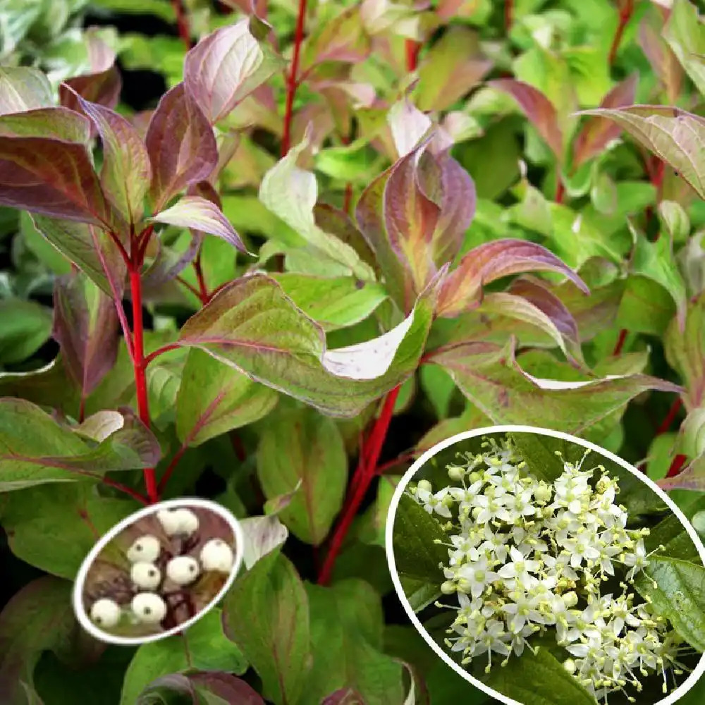 CORNUS alba 'Baton Rouge'®