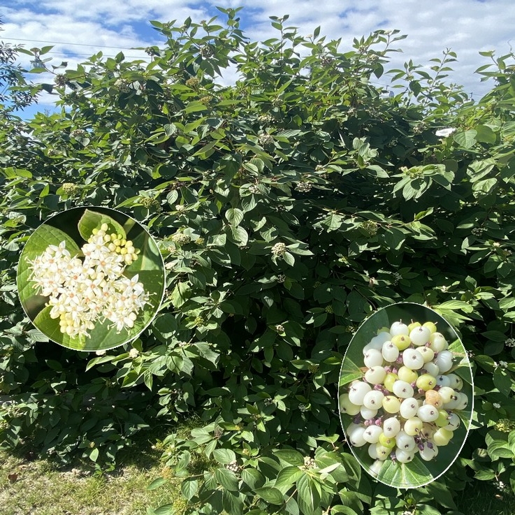 CORNUS alba