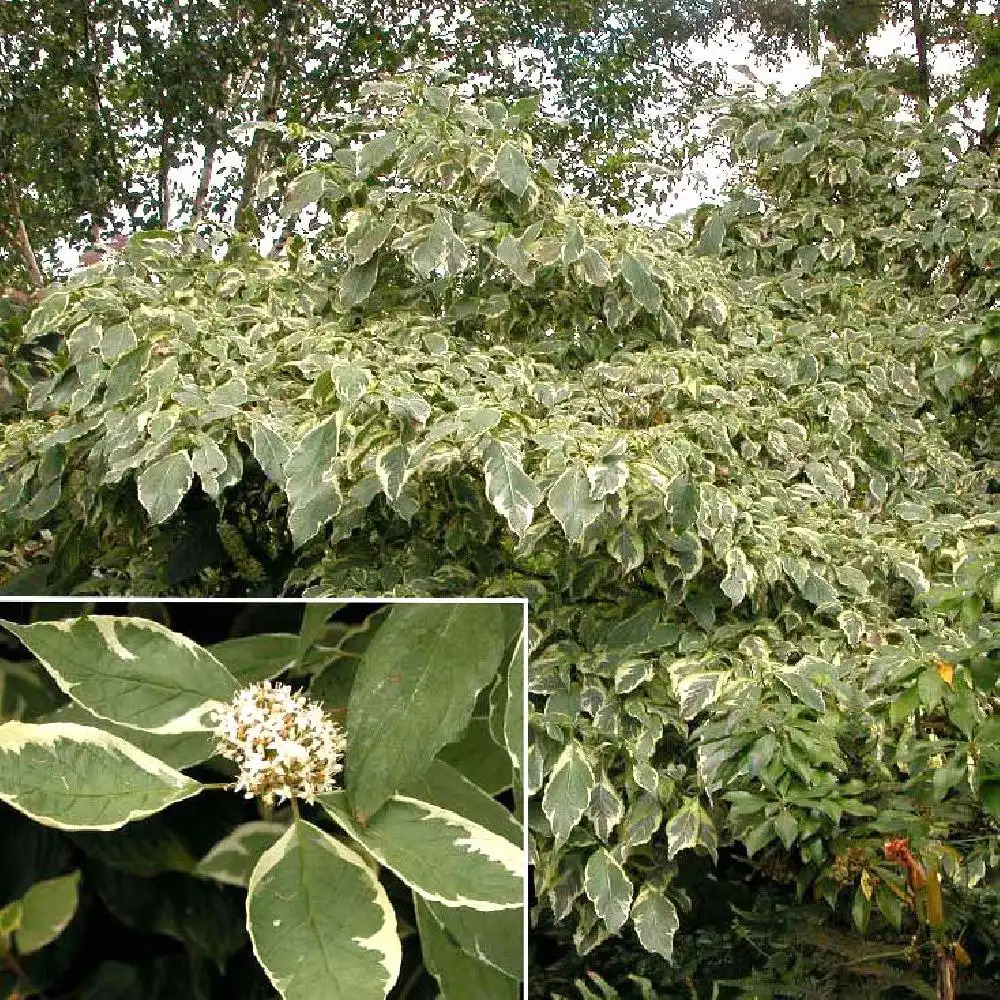 CORNUS alba 'Elegantissima'