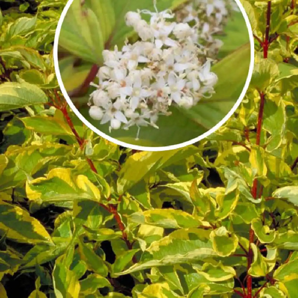 CORNUS alba 'Gouchaultii'