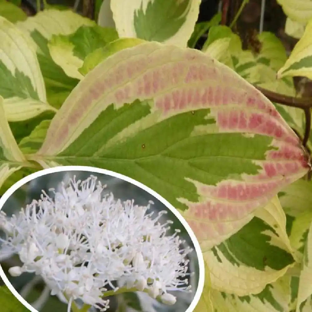 CORNUS alternifolia 'Golden Shadow'