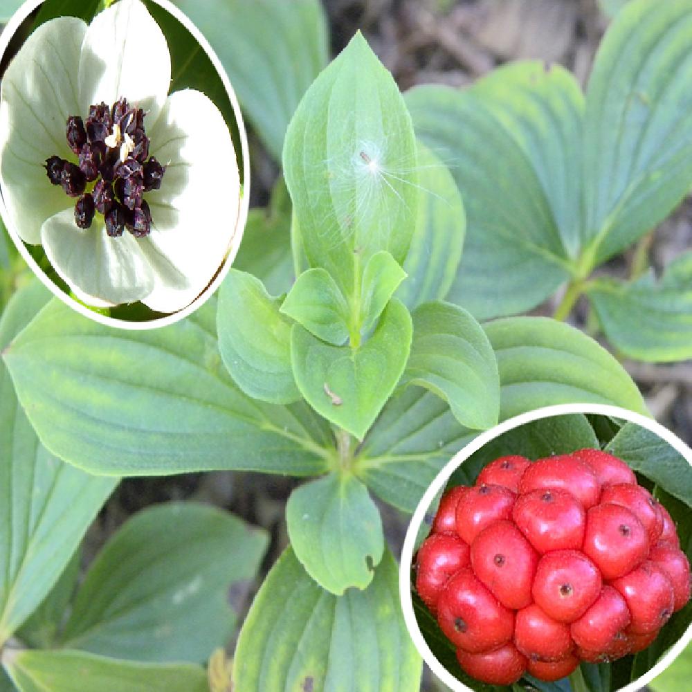 CORNUS canadensis