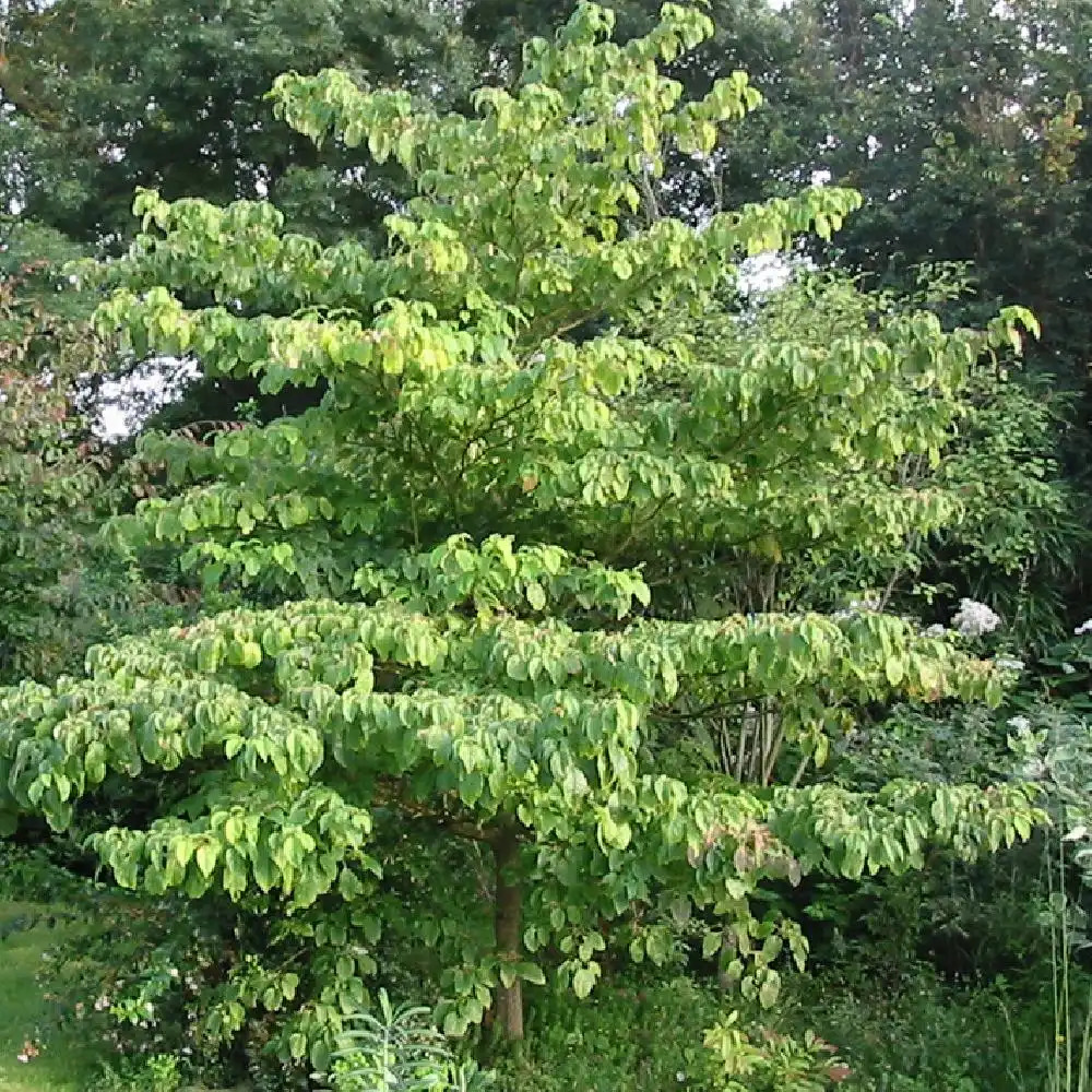 CORNUS controversa.' image 2