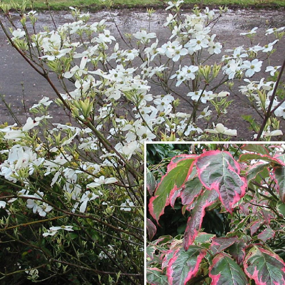 CORNUS florida 'Daybreak'