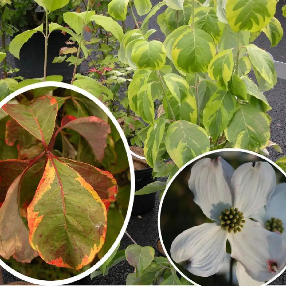 CORNUS florida 'Rainbow'