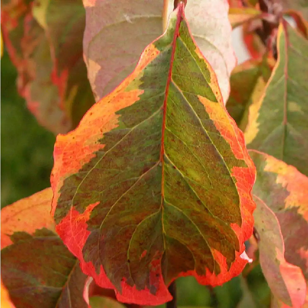 CORNUS florida 'Rainbow'.' image 2