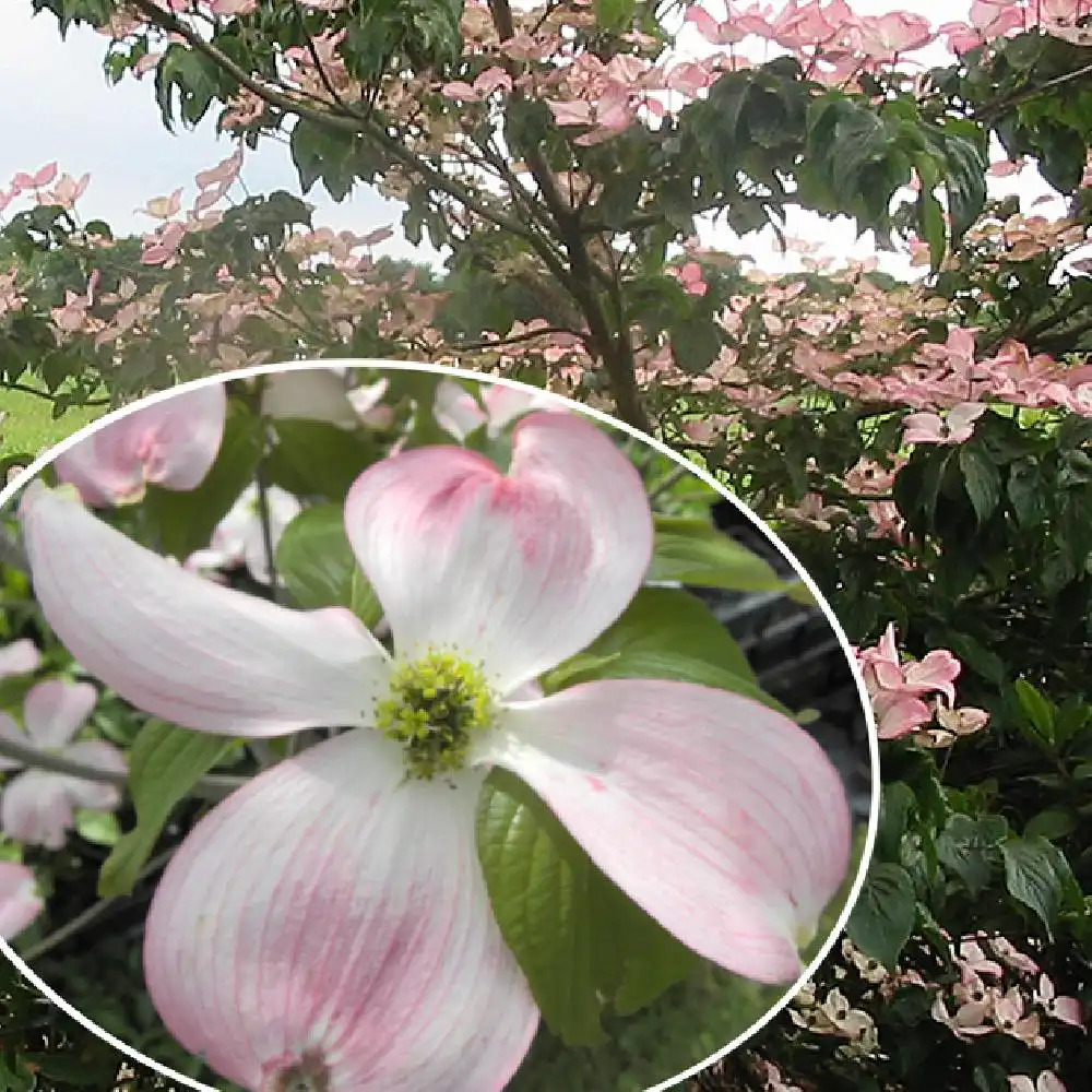 CORNUS florida 'Rubra'