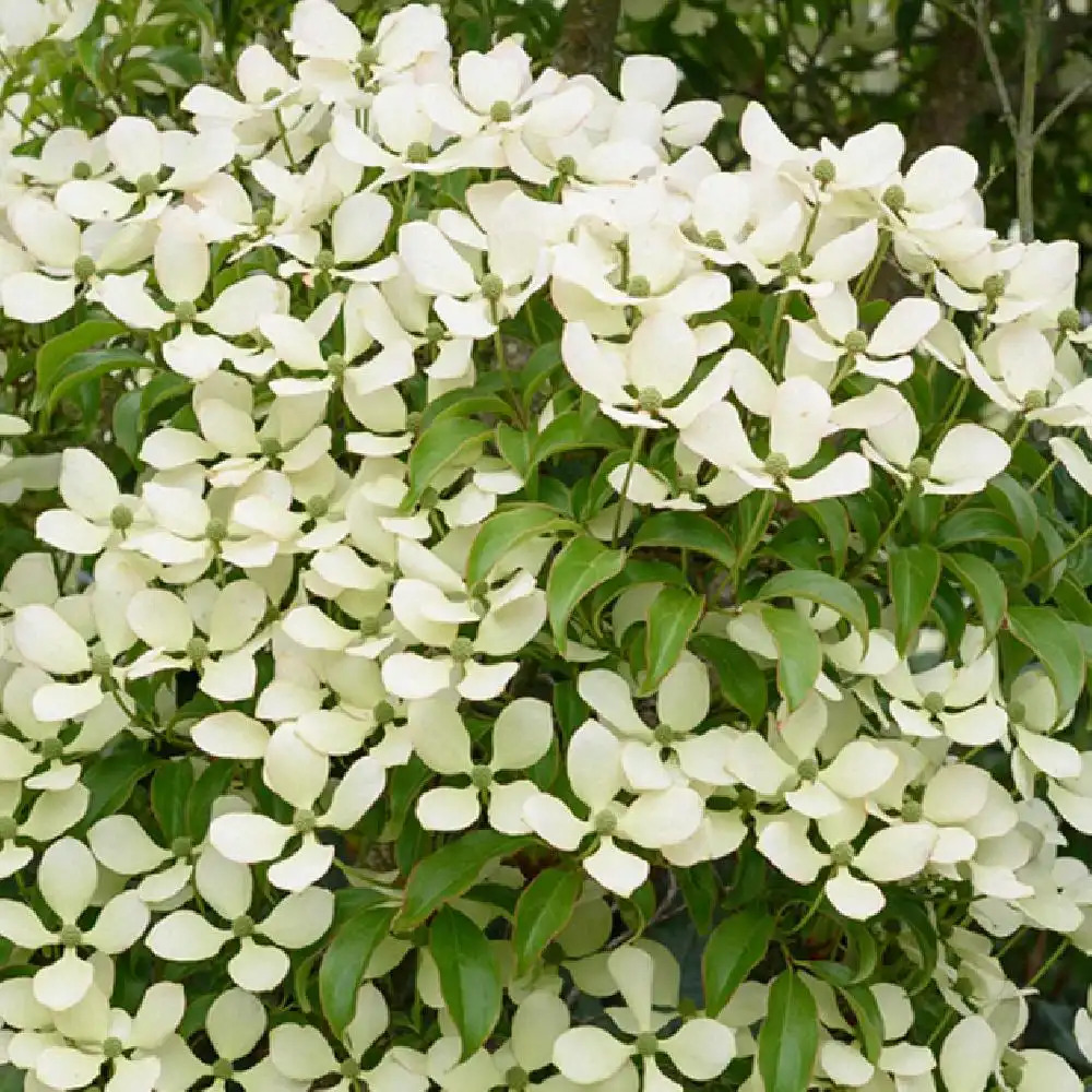 CORNUS hongkongensis.' image 2