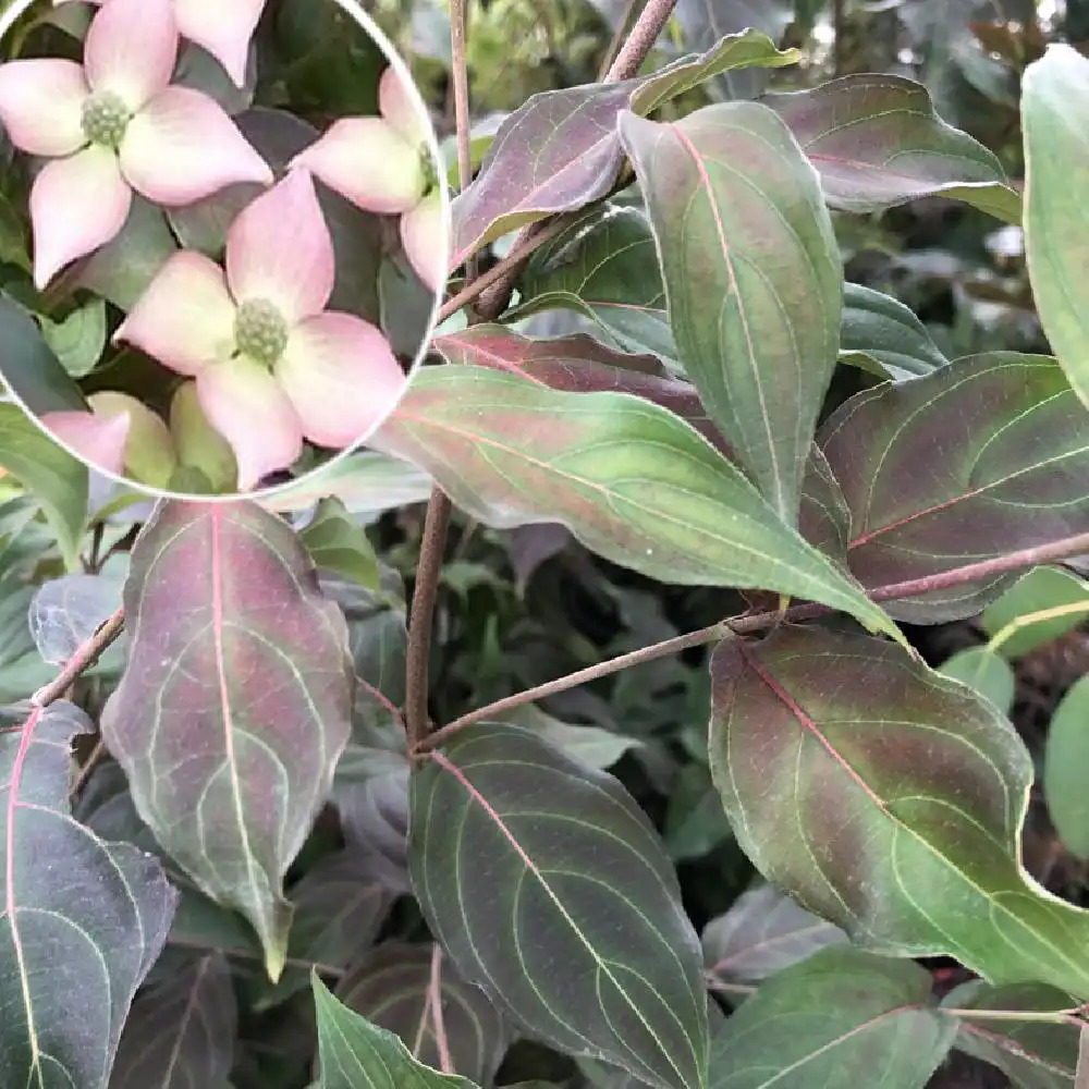 CORNUS kousa 'Copacabana'