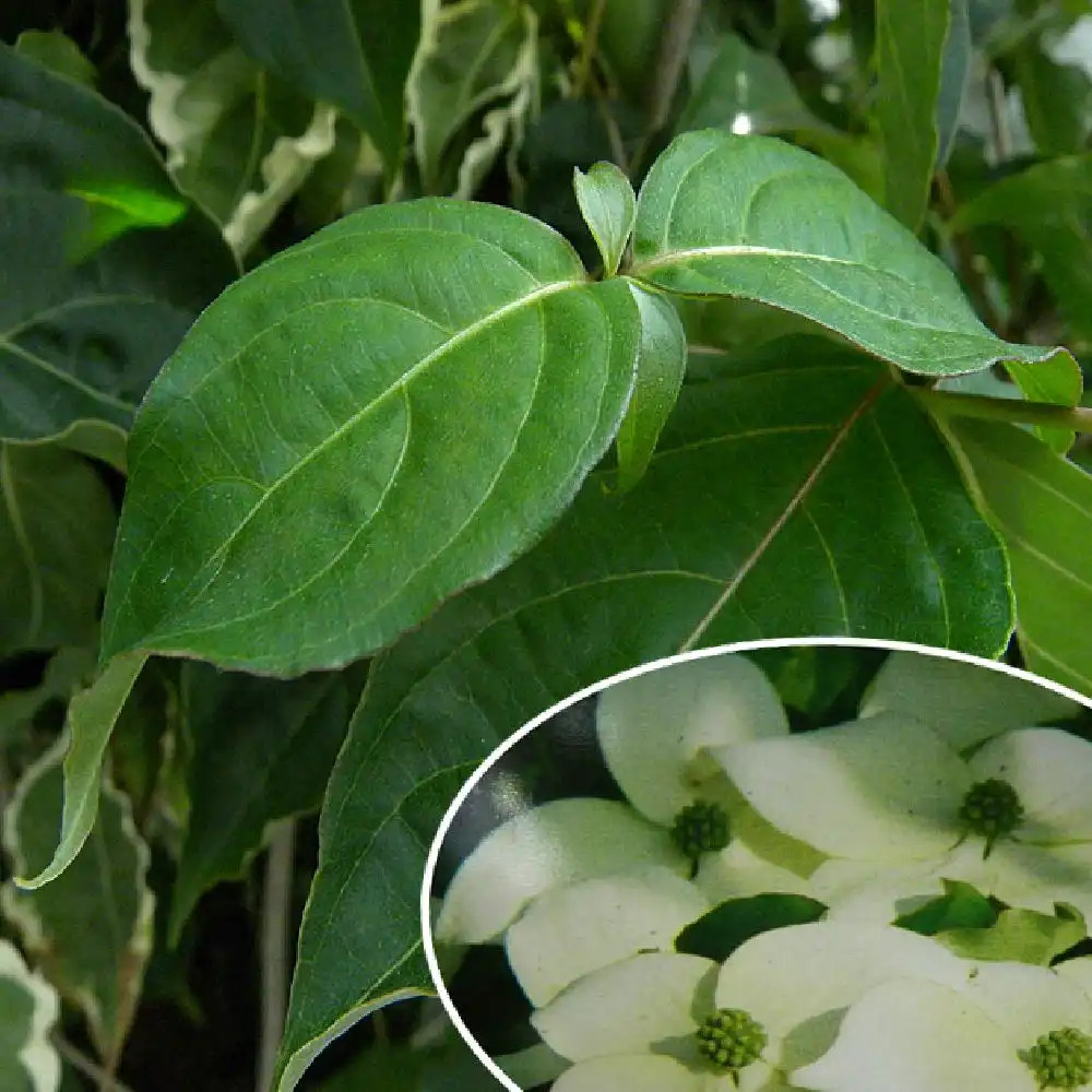 CORNUS kousa 'National'