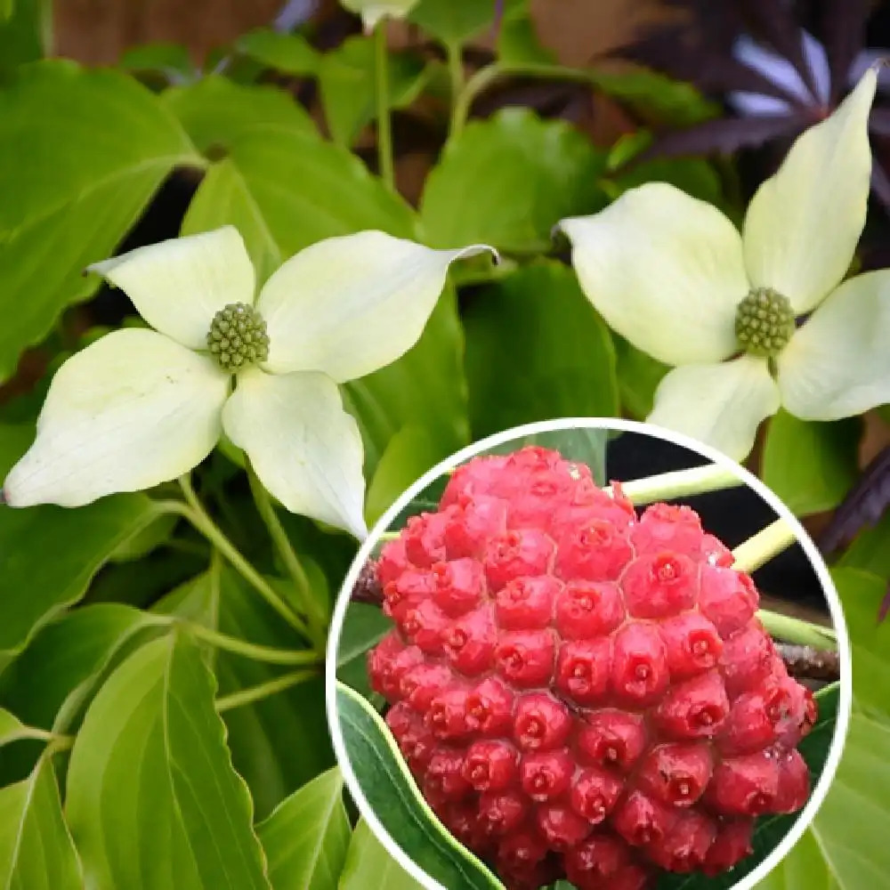 CORNUS kousa 'Nicole'