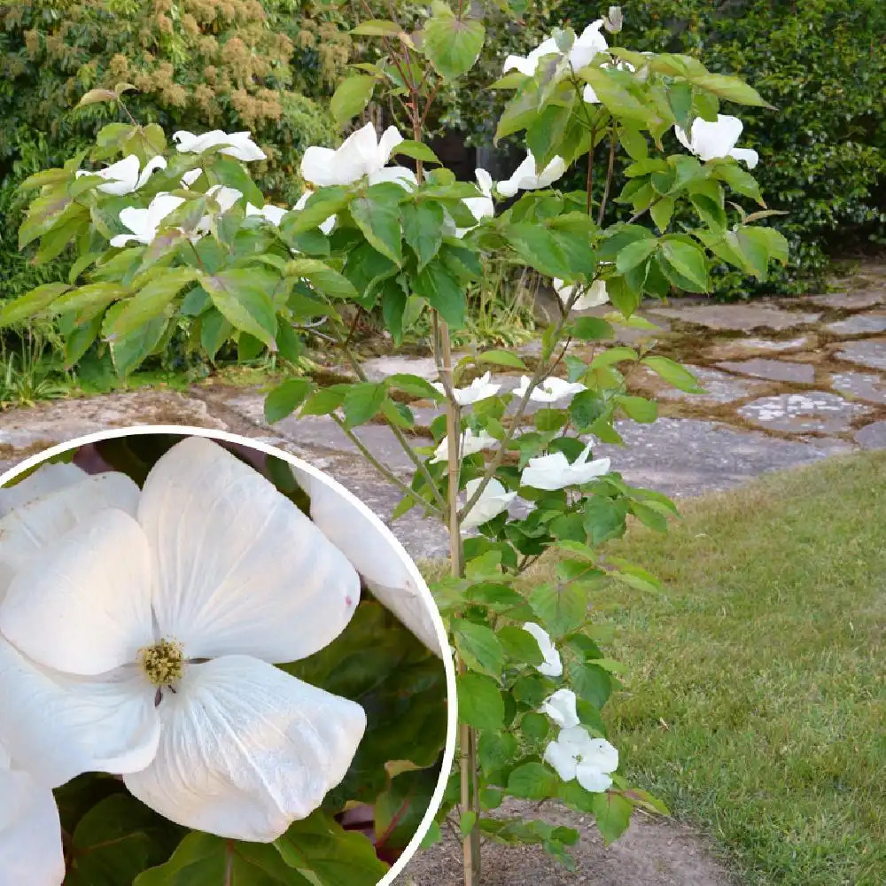 CORNUS kousa 'Venus'