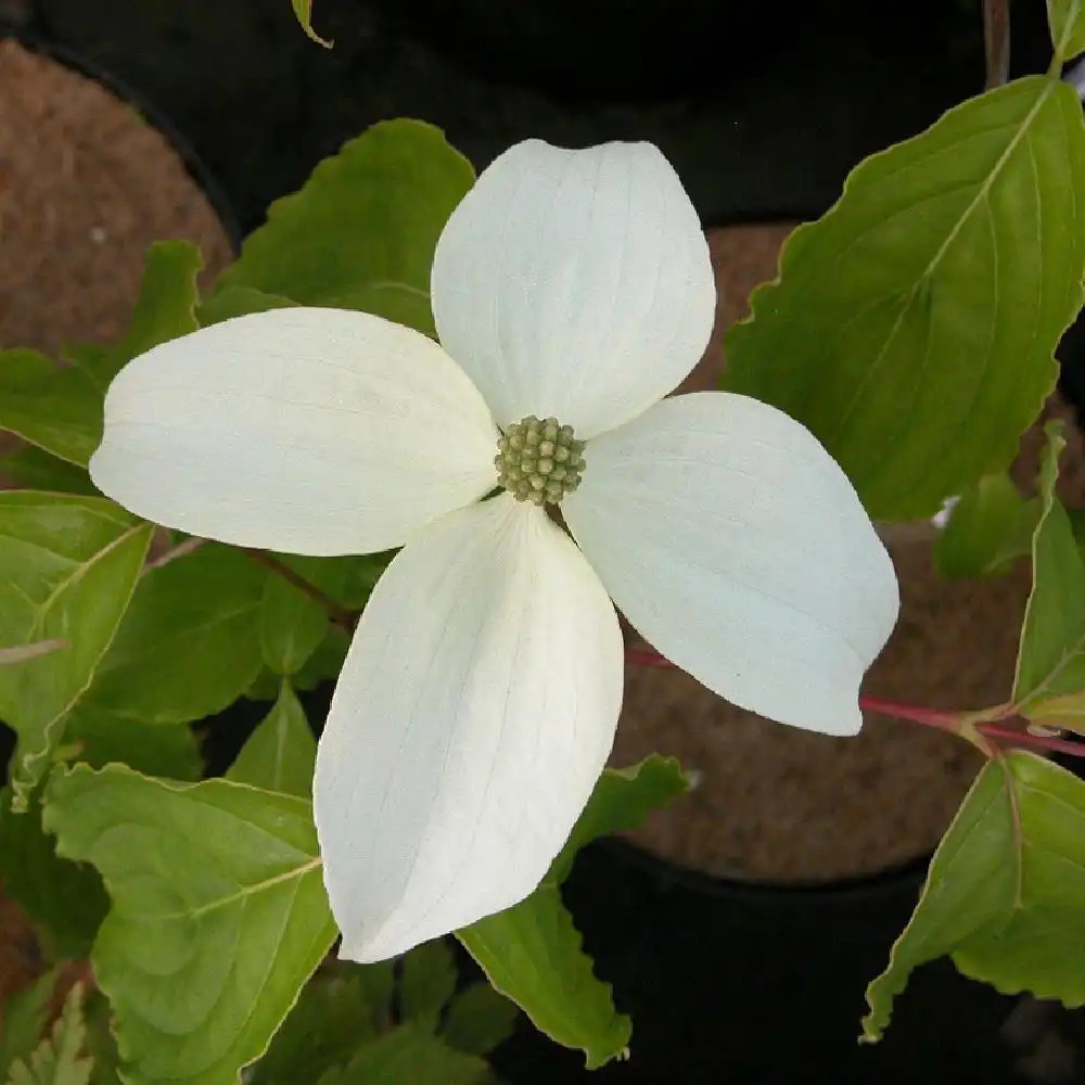 CORNUS kousa 'White Giant'