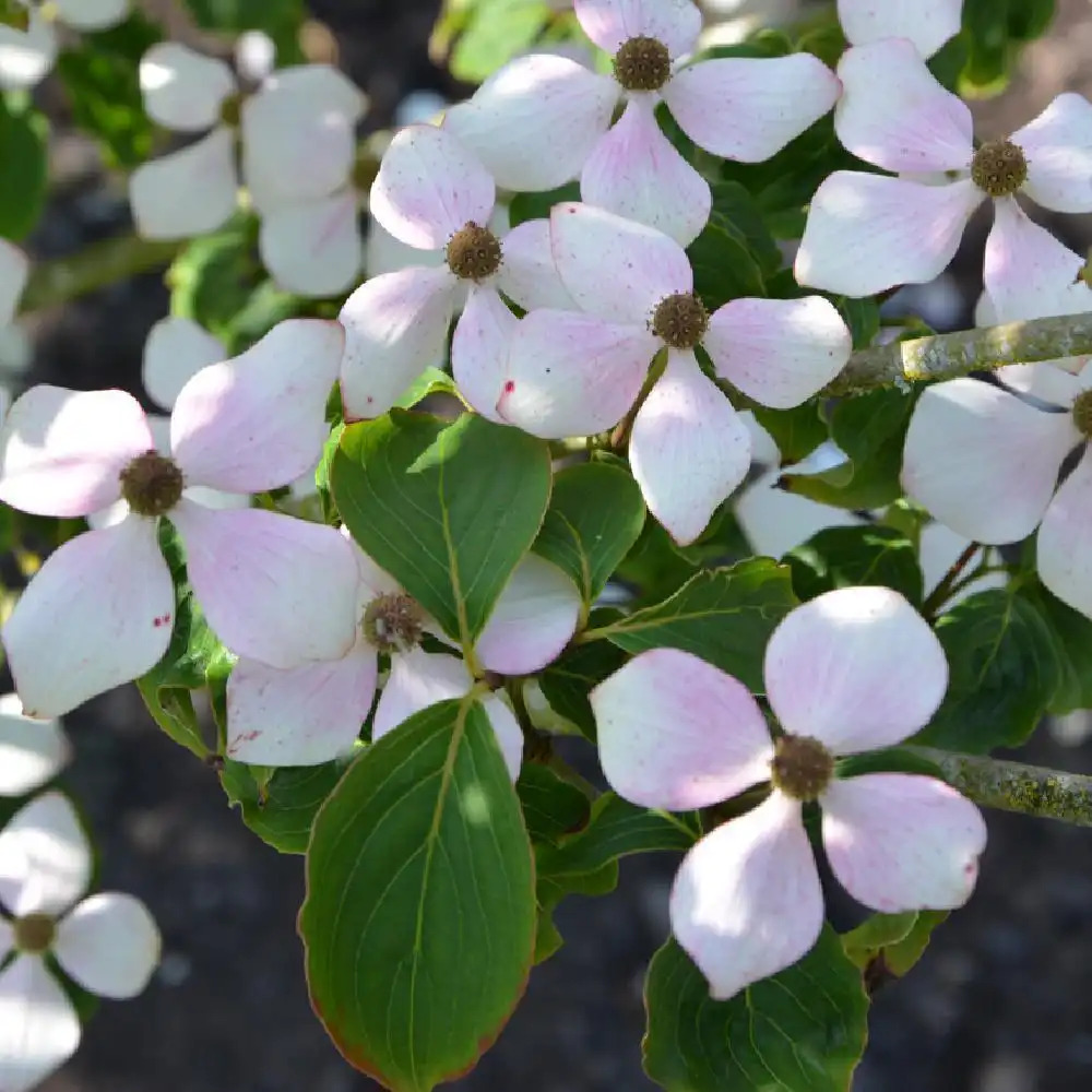 CORNUS kousa 'Wieting's Select'