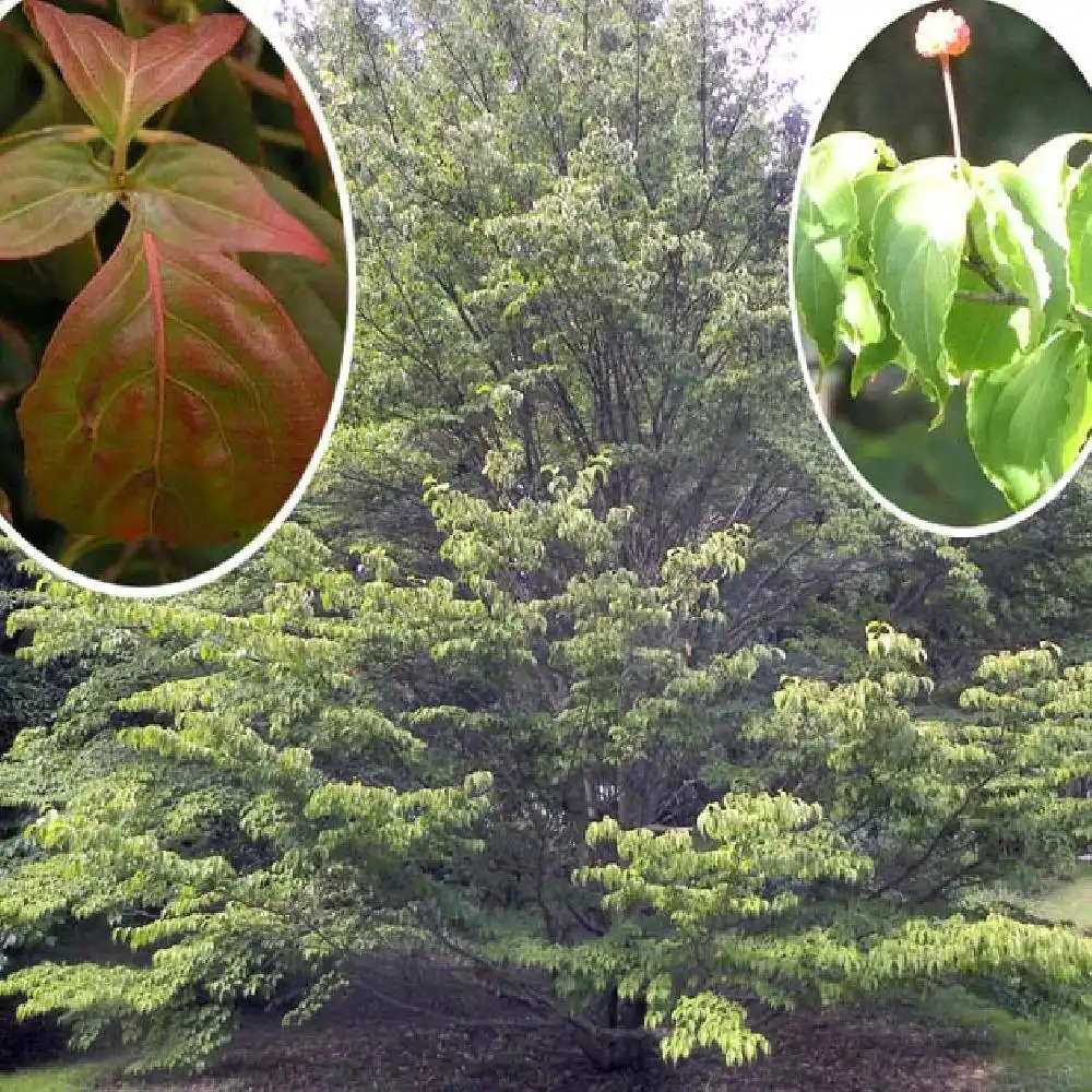 CORNUS kousa