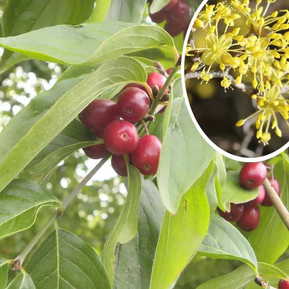 CORNUS mas