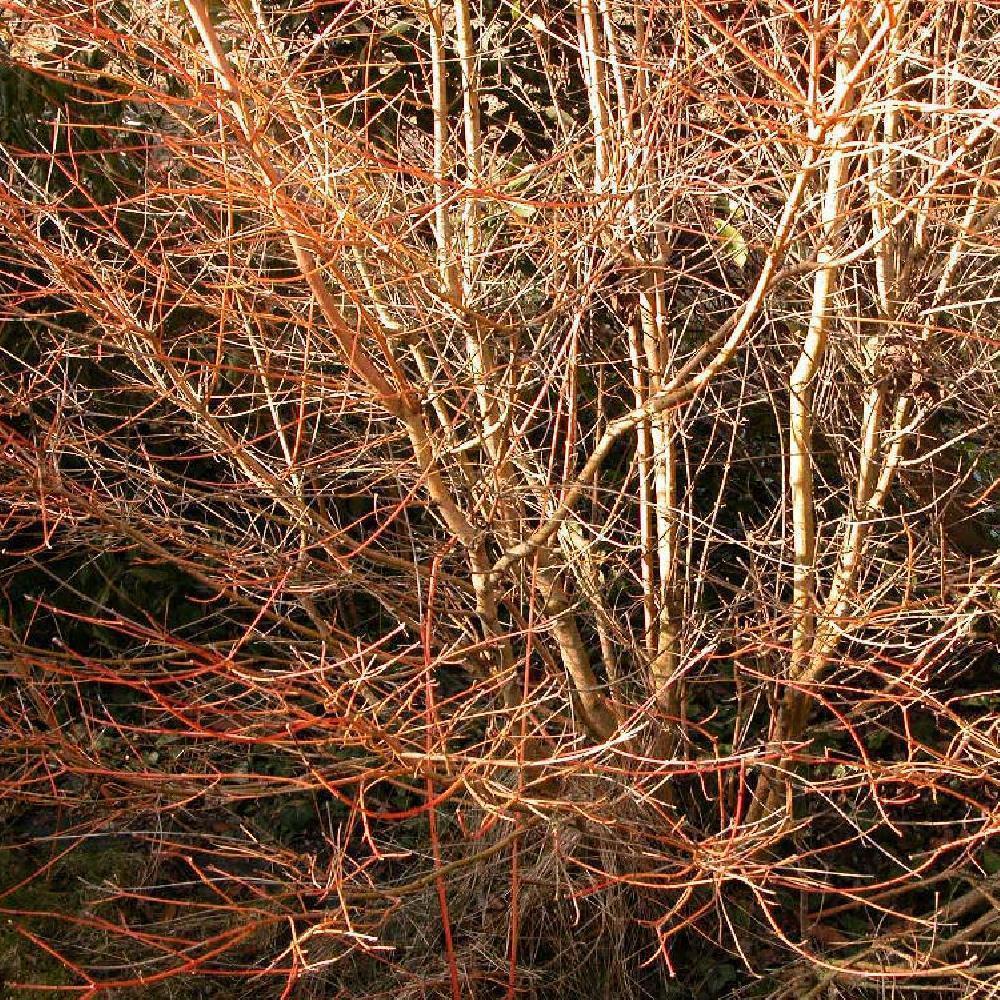 CORNUS sanguinea 'Midwinter Fire'