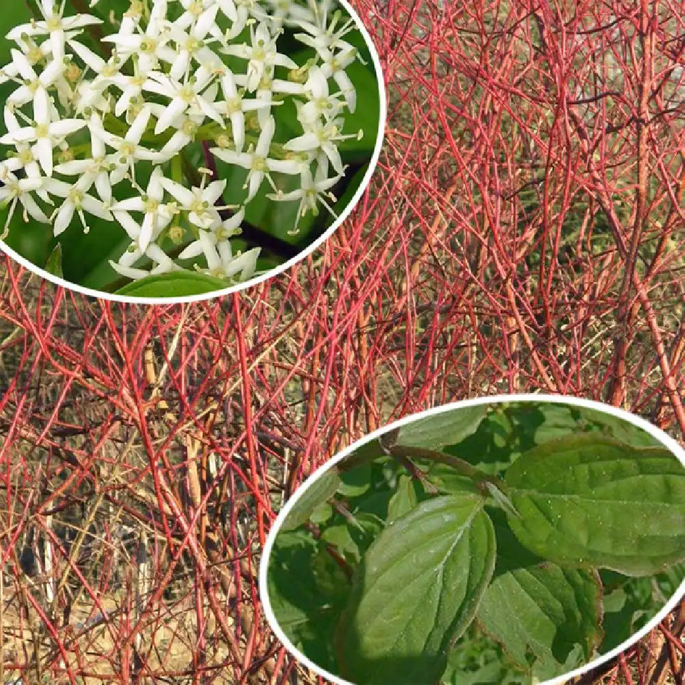 CORNUS sanguinea